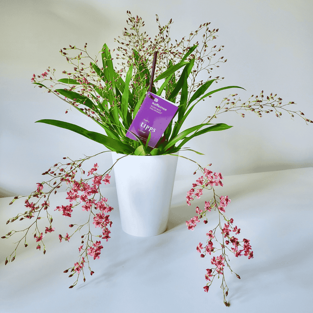 Oncidium Twinkle Rosso