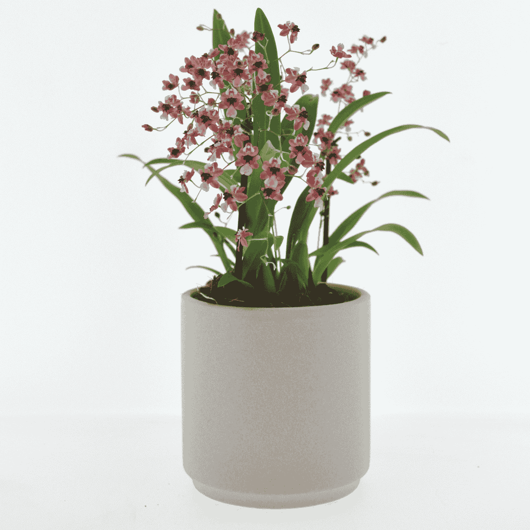 Oncidium Twinkle Ø9