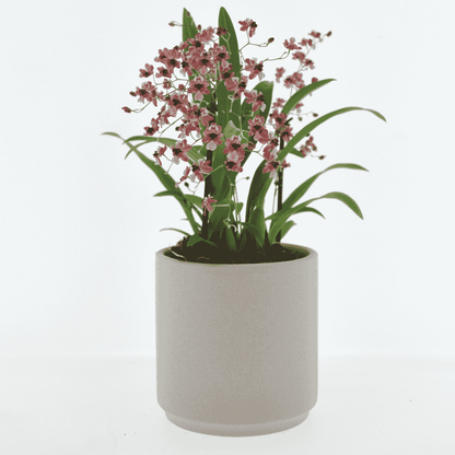 Oncidium Twinkle Ø9