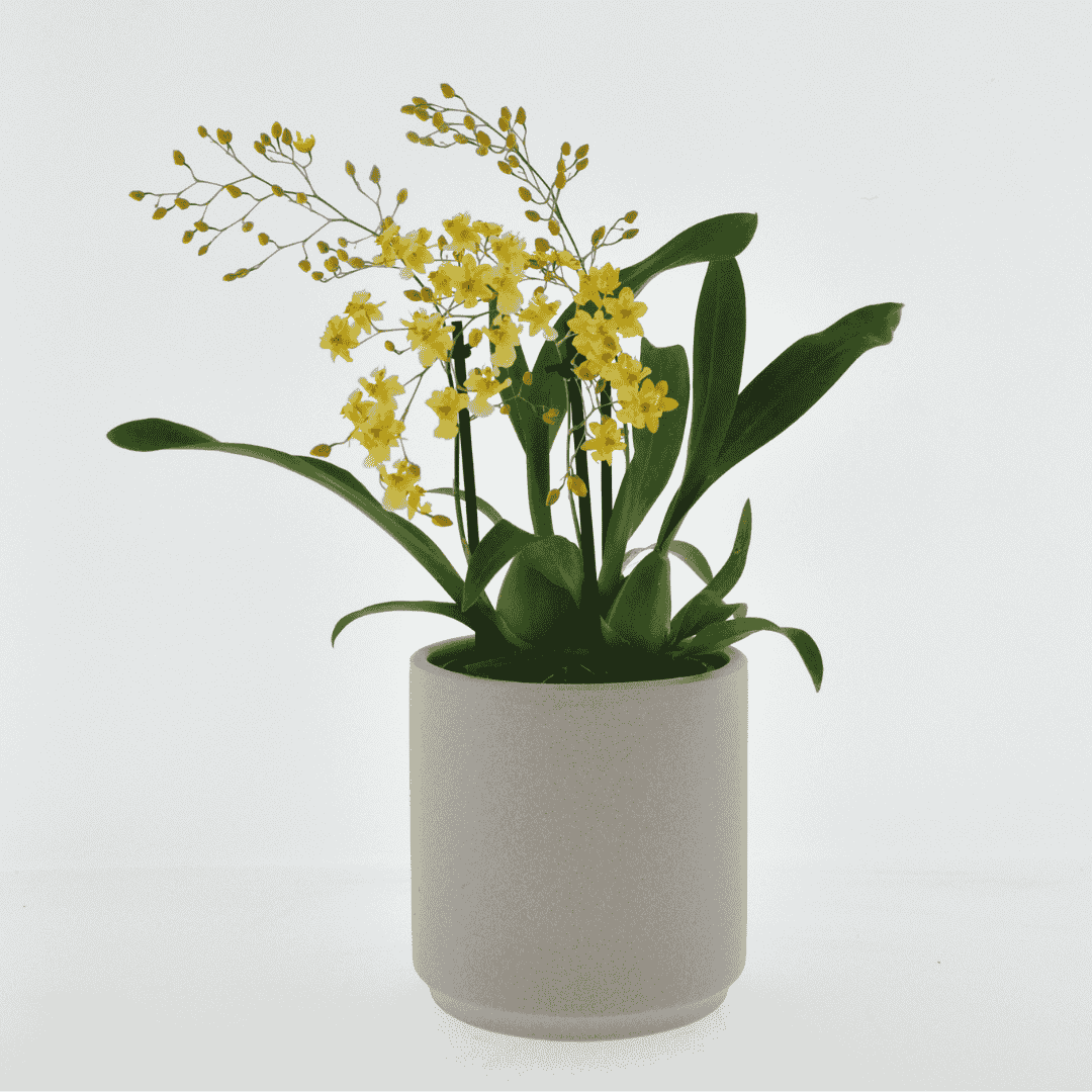Oncidium Twinkle Ø9
