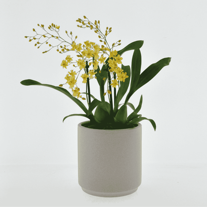 Oncidium Twinkle Ø9