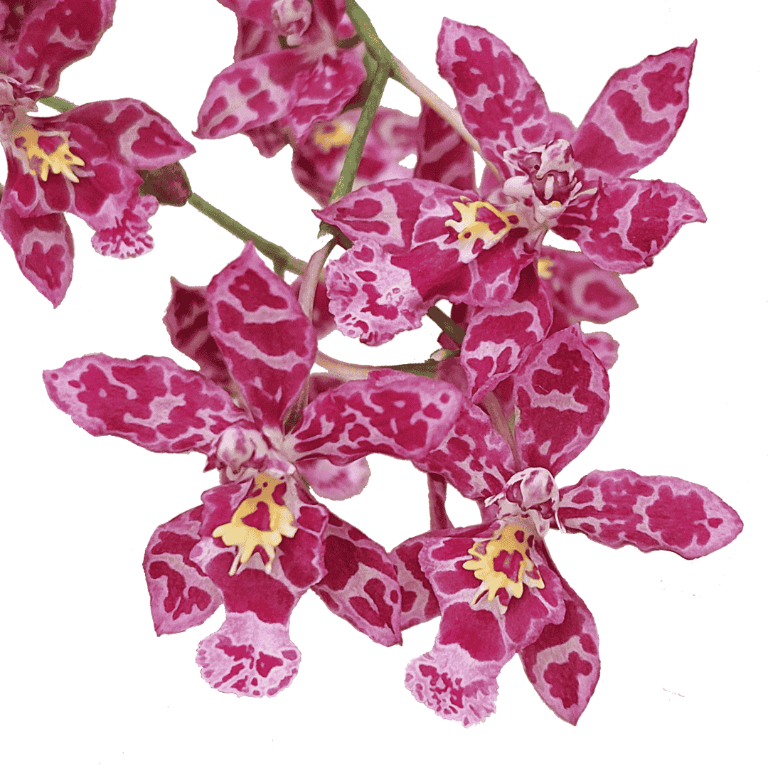 Oncidium Getigert