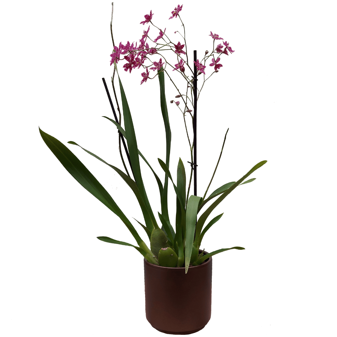Oncidium Getigert