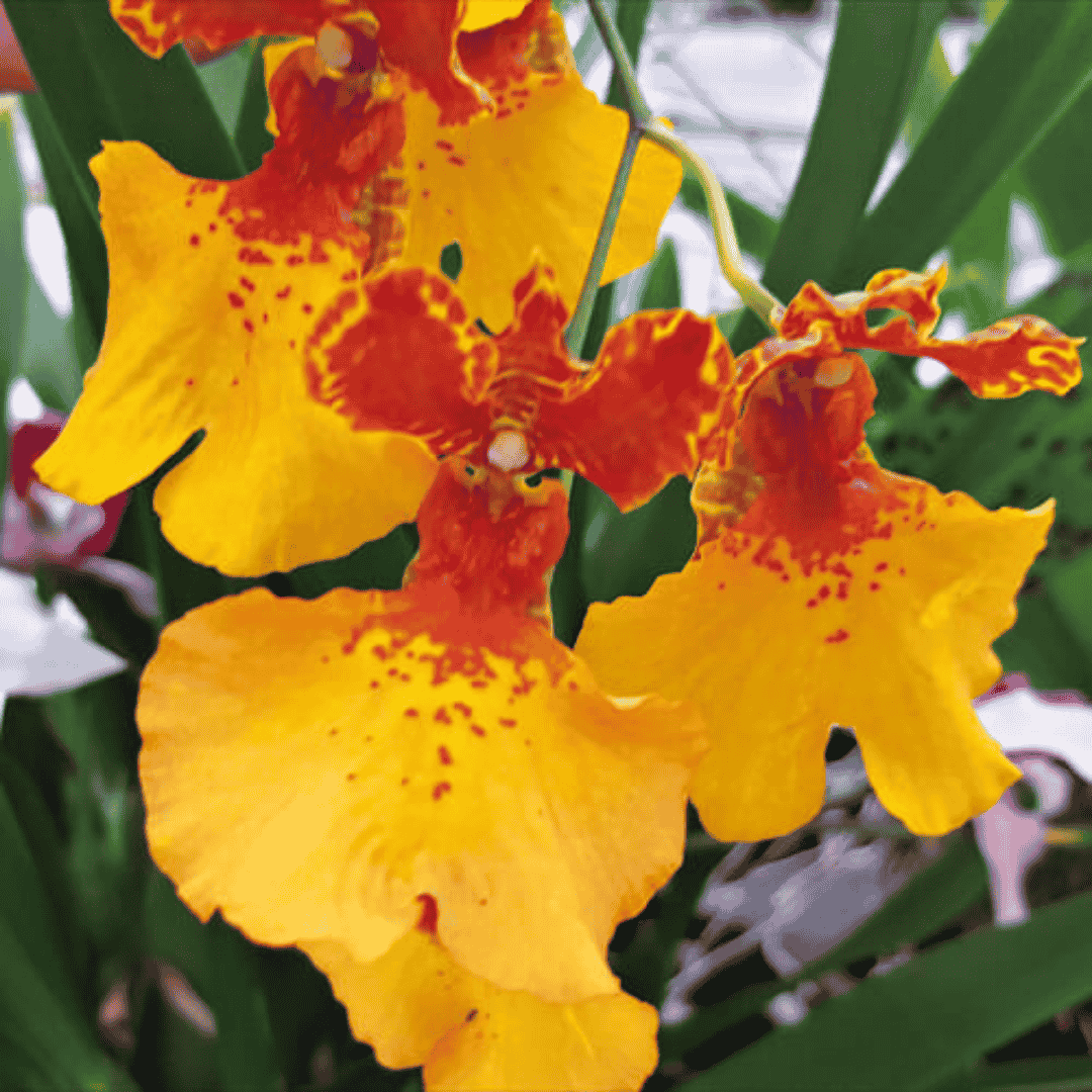 Oncidium Zappii