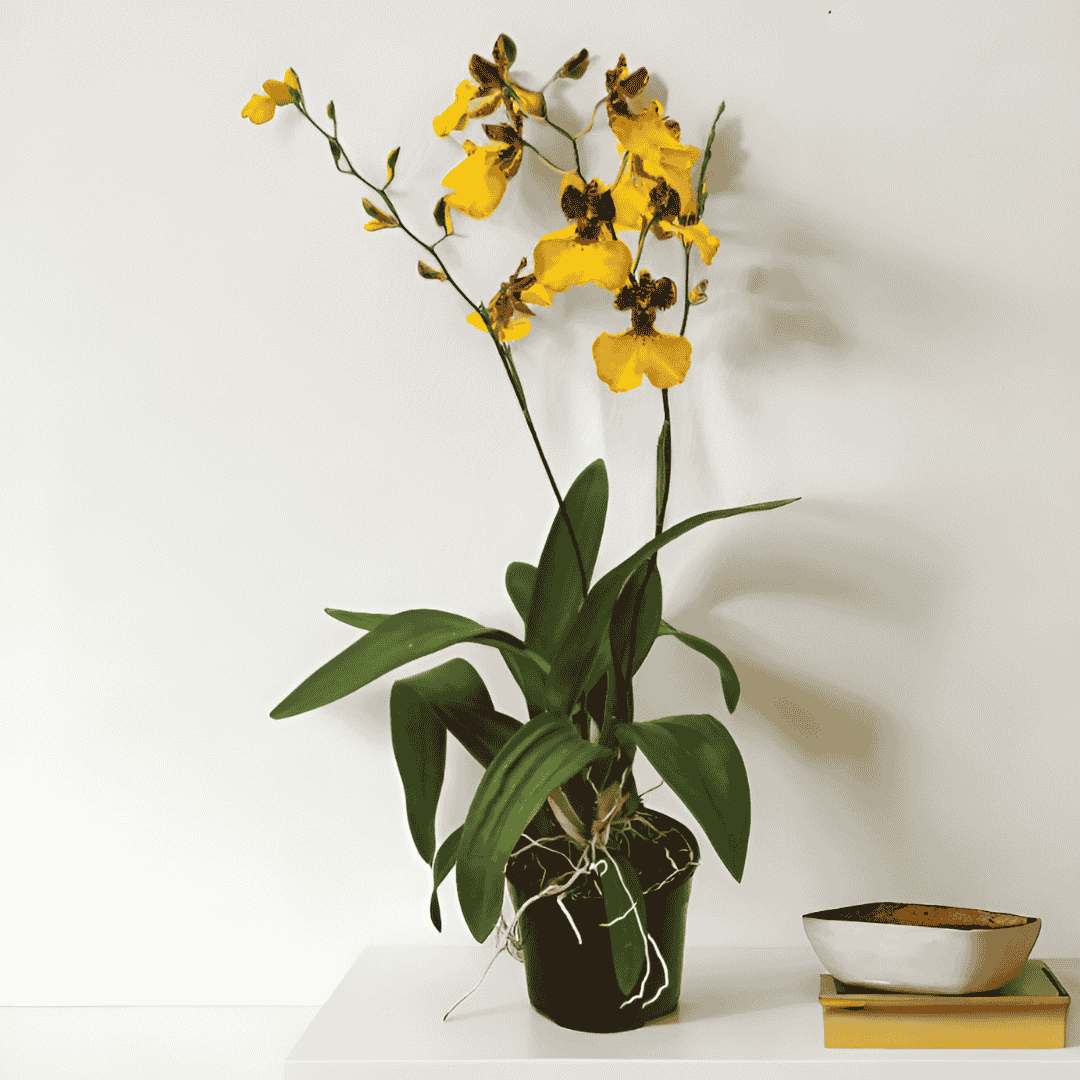 Oncidium Zappii