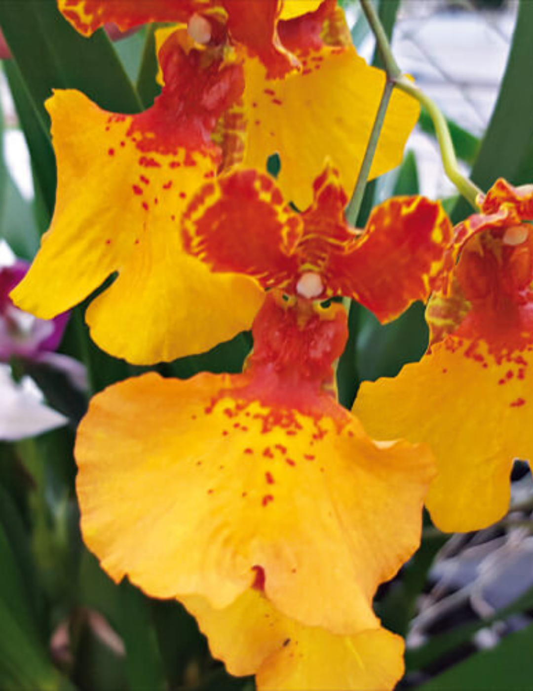 Oncidium Zappii