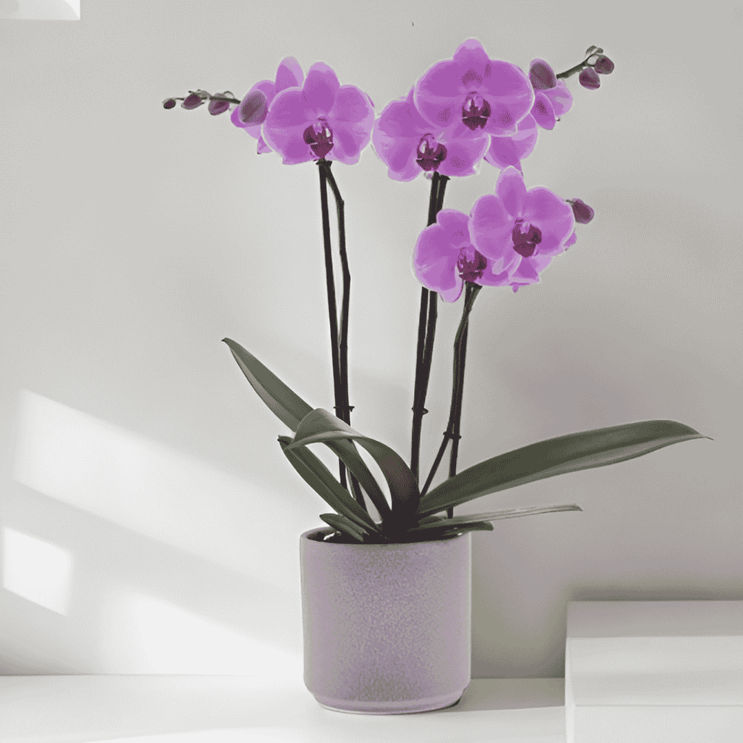 Phalaenopsis Orlando Ø12
