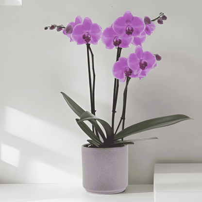 Phalaenopsis Orlando Ø12