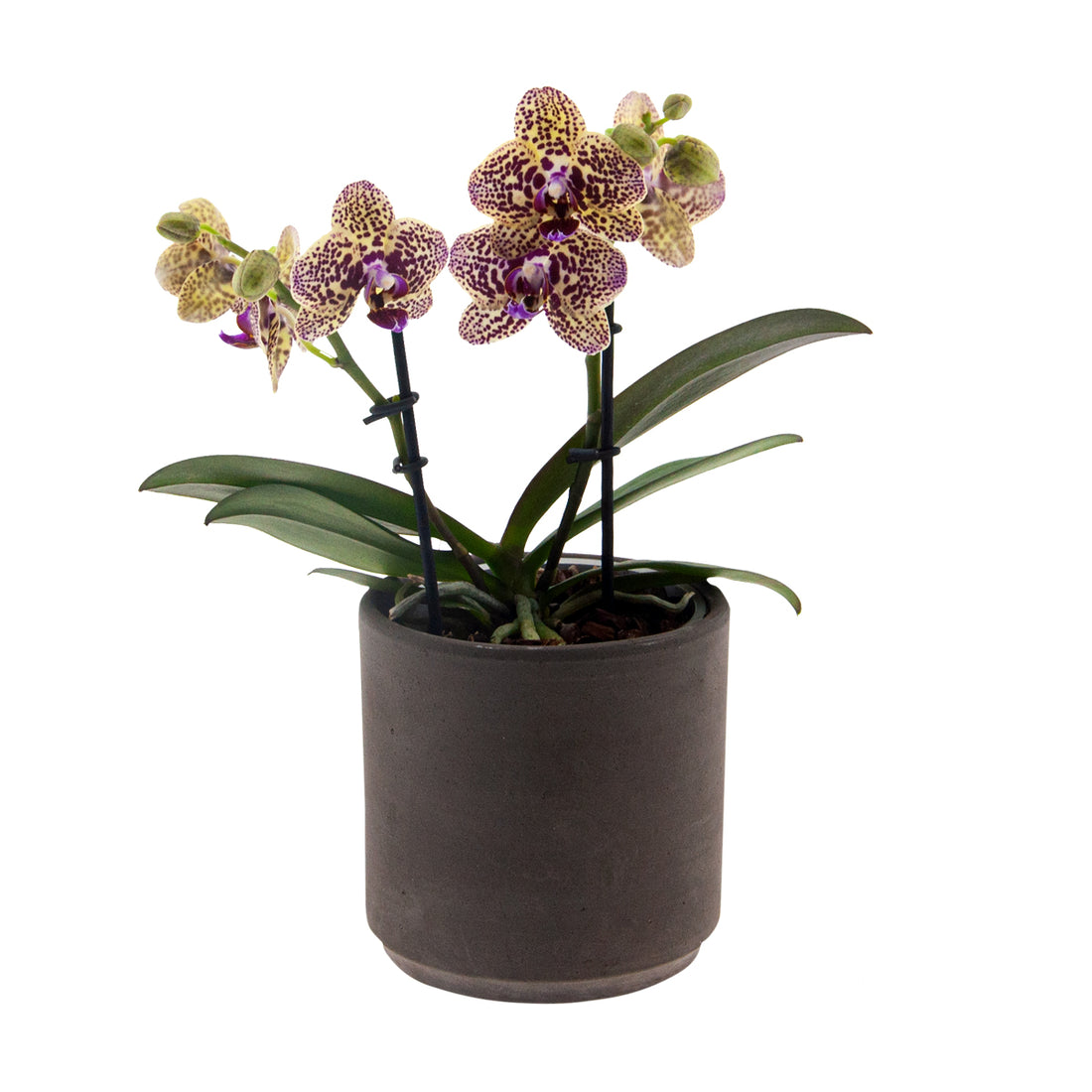 Phalaenopsis Alberta Ø9