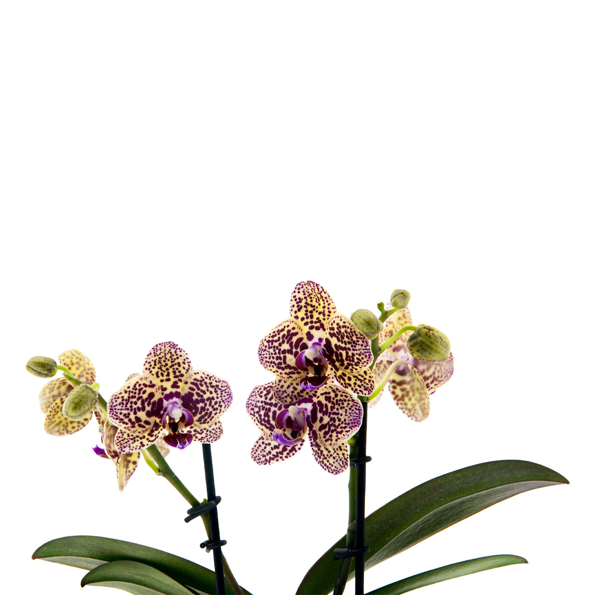 Phalaenopsis Alberta Ø9