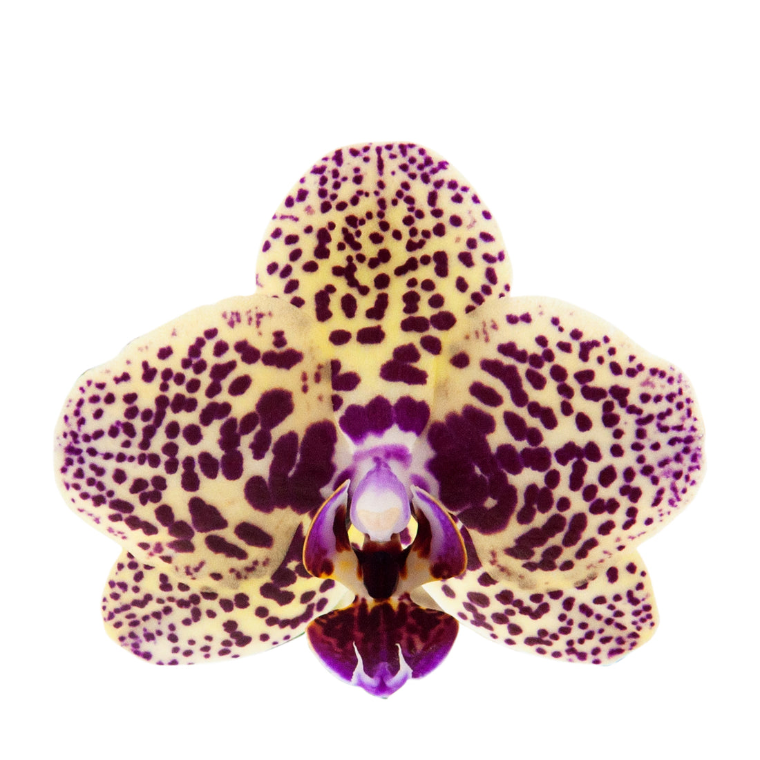Phalaenopsis Alberta Ø9