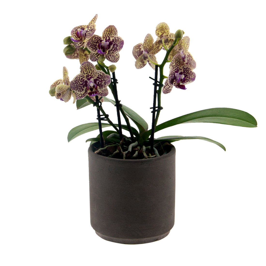 Phalaenopsis Alberta Ø9