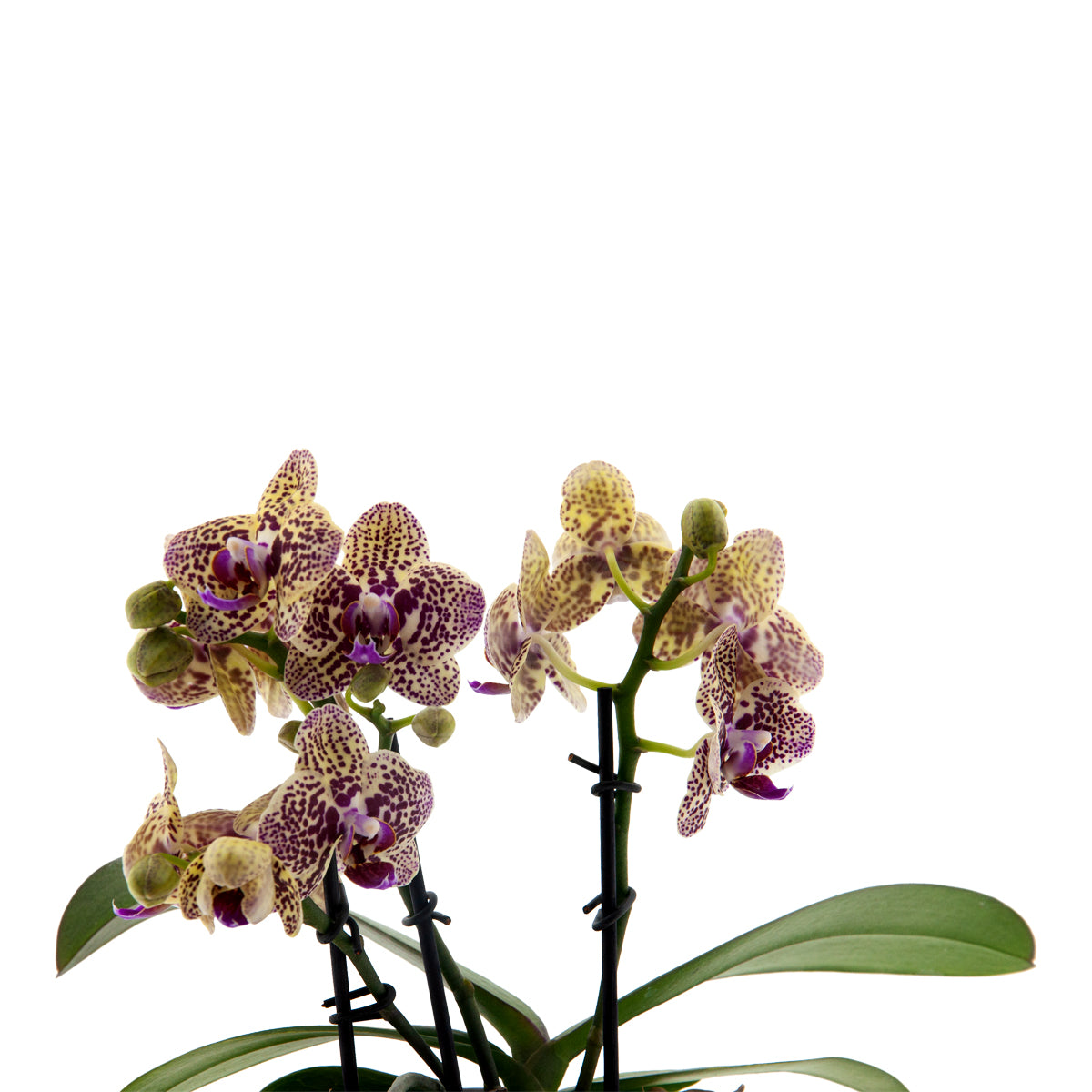 Phalaenopsis Alberta Ø9