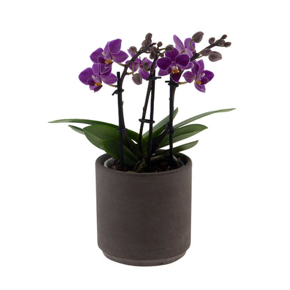 Phalaenopsis Lavinia Ø9