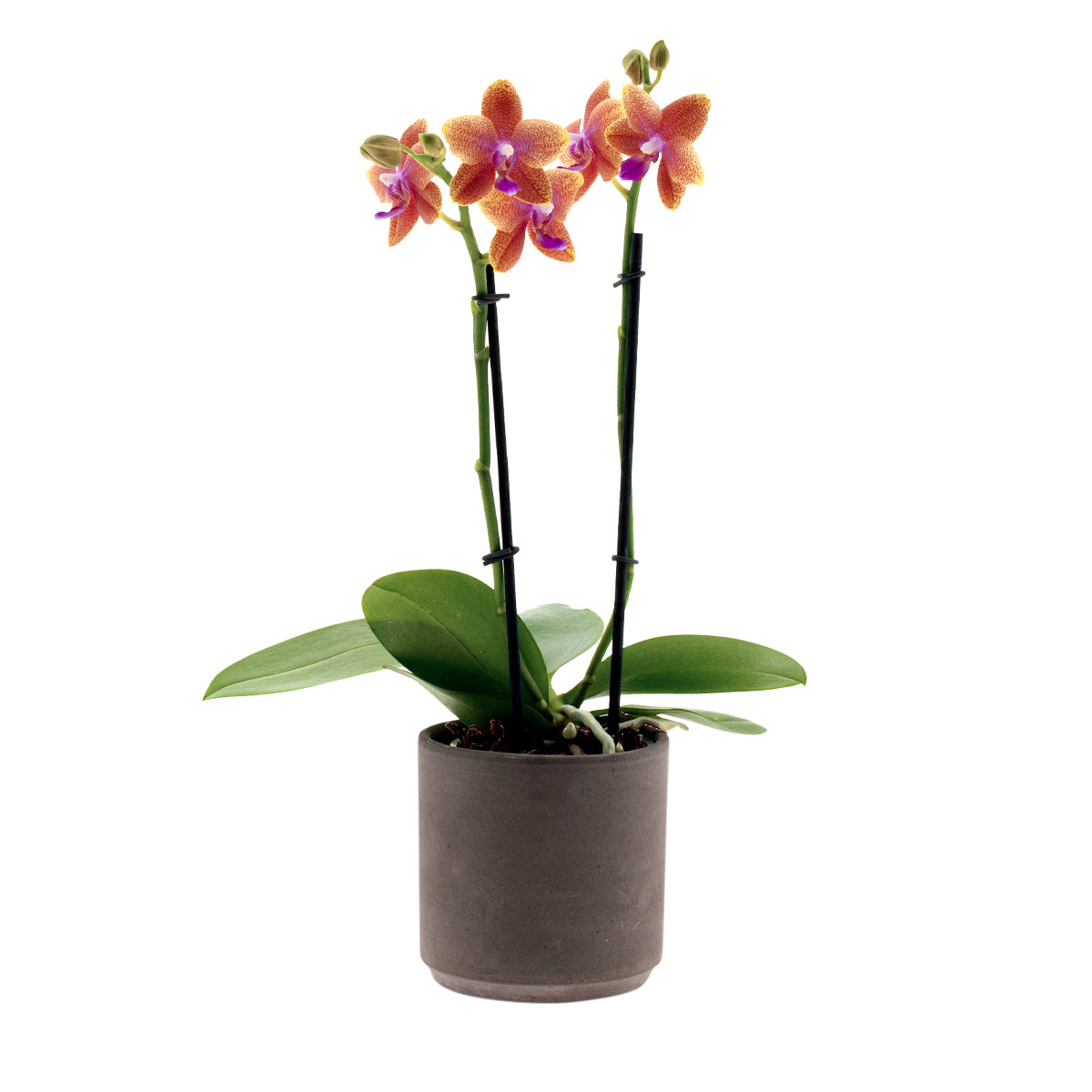 Phalaenopsis Bolgheri Ø9