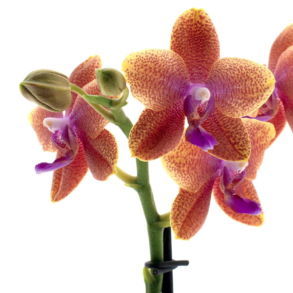 Phalaenopsis Bolgheri Ø9