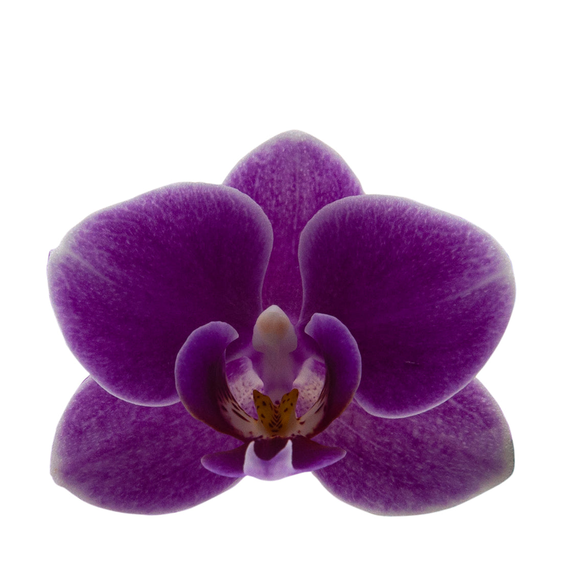 Phalaenopsis Friday Flirt Ø9