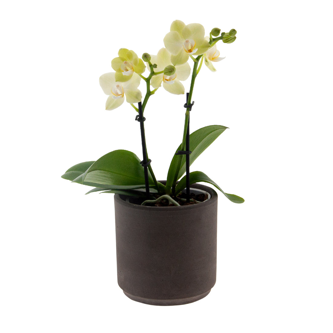 Phalaenopsis Golden Story Ø9