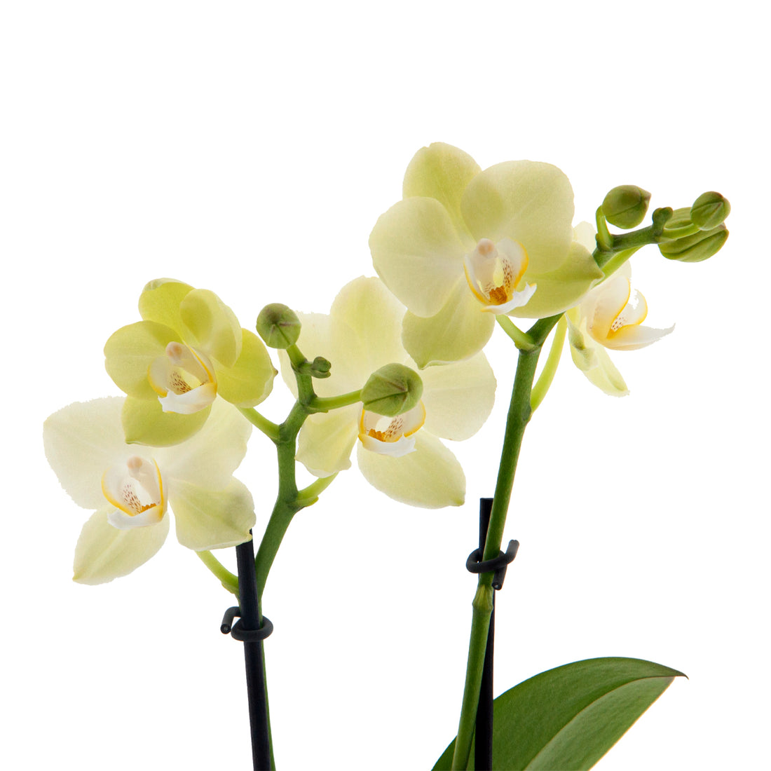 Phalaenopsis Golden Story Ø9