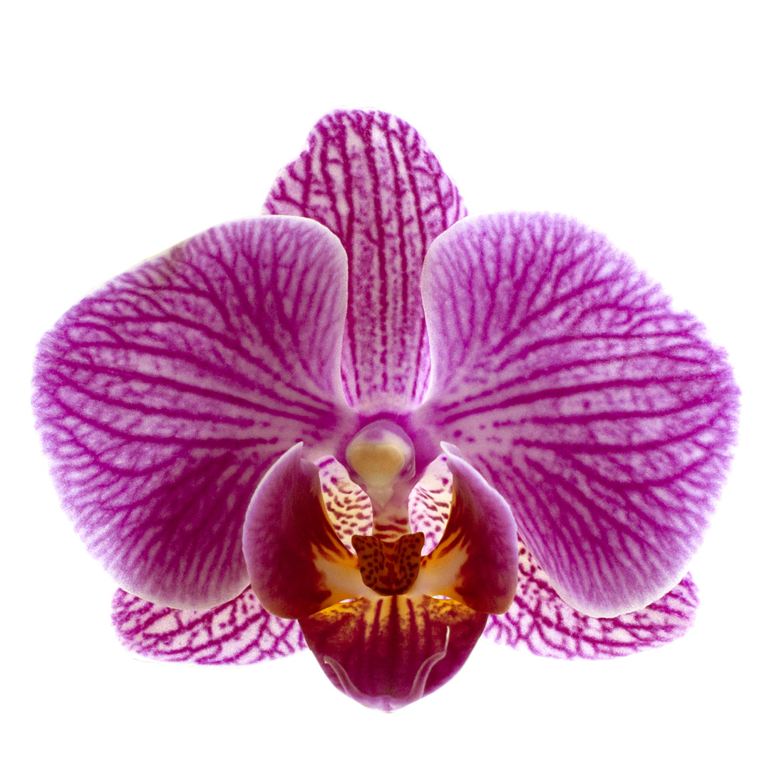 Phalaenopsis Lena Ø9