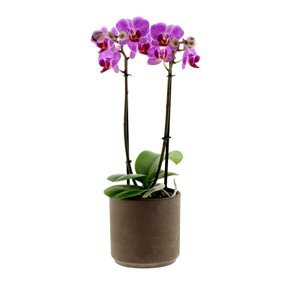 Phalaenopsis Lena Ø9