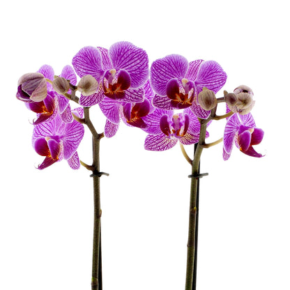 Phalaenopsis Lena Ø9