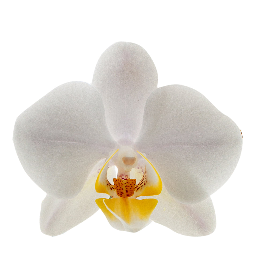Phalaenopsis Cecilia Ø9