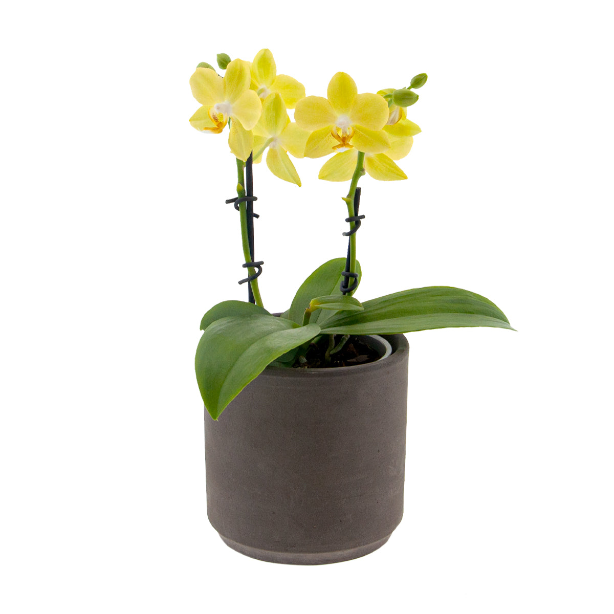 Phalaenopsis Gioia Ø9