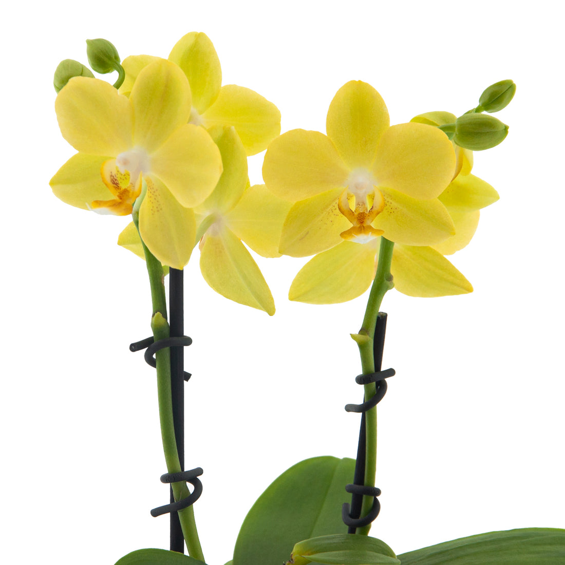 Phalaenopsis La Paz Ø9