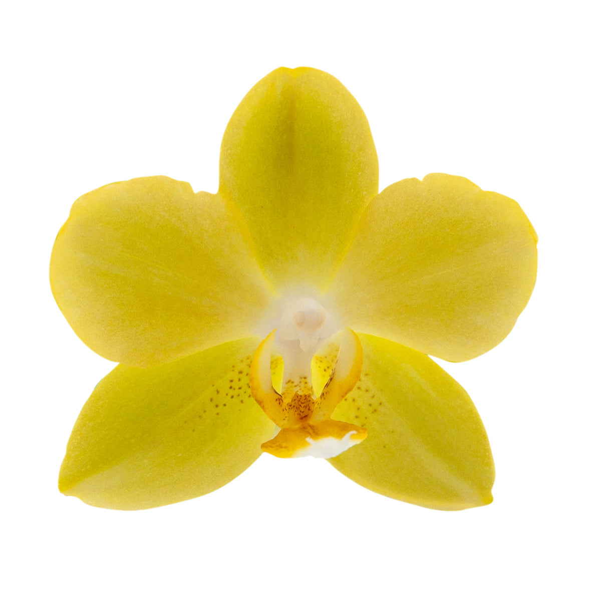 Phalaenopsis Gioia Ø9