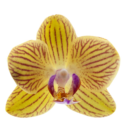 Phalaenopsis Giulia Ø9