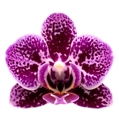 Phalaenopsis Sole Ø9