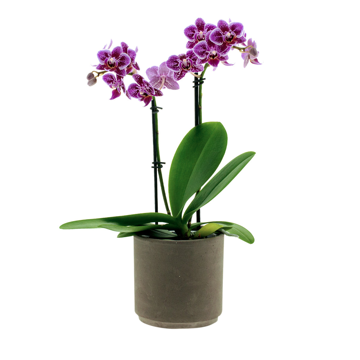 Phalaenopsis Sole Ø9