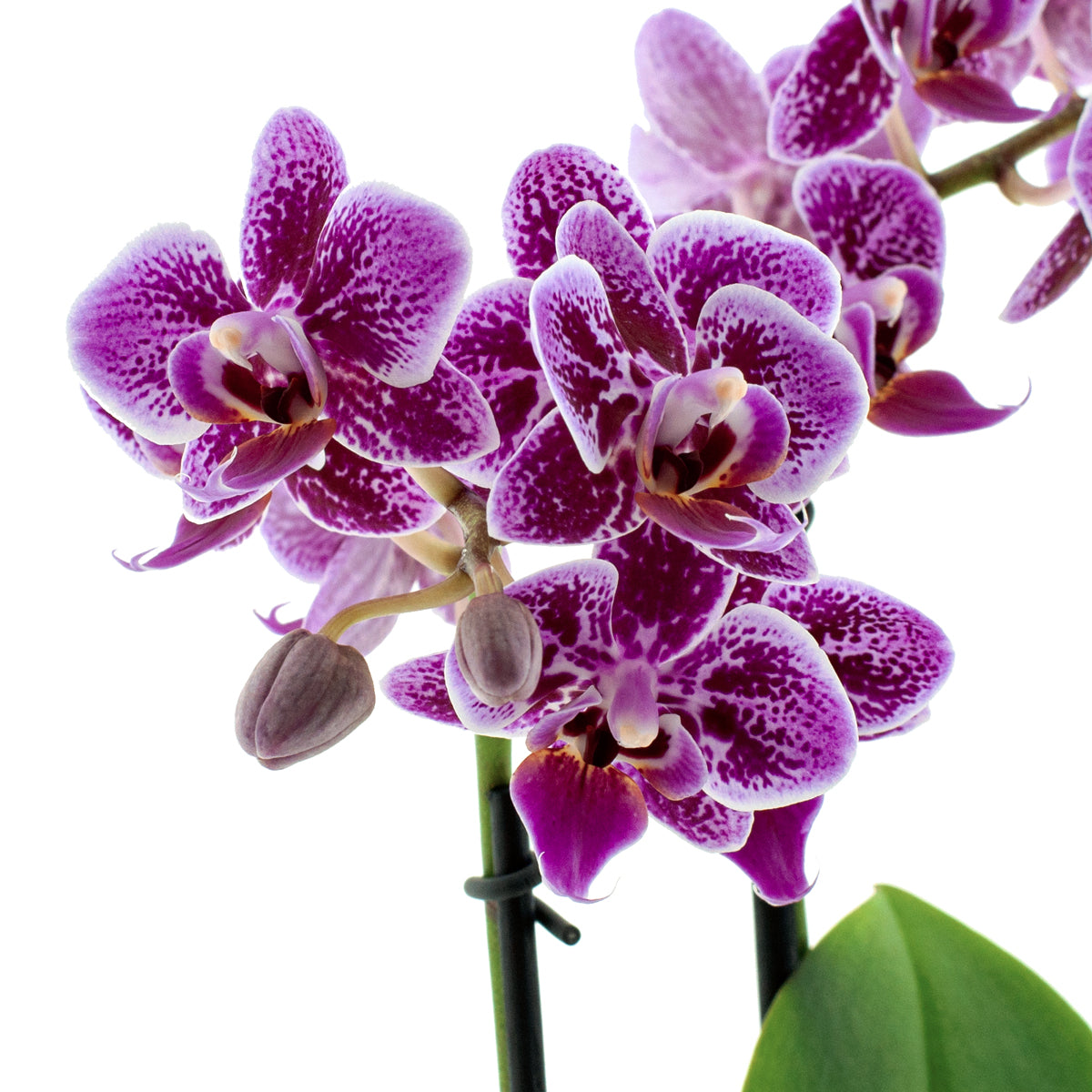 Phalaenopsis Sole Ø9