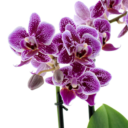 Phalaenopsis Sole Ø9