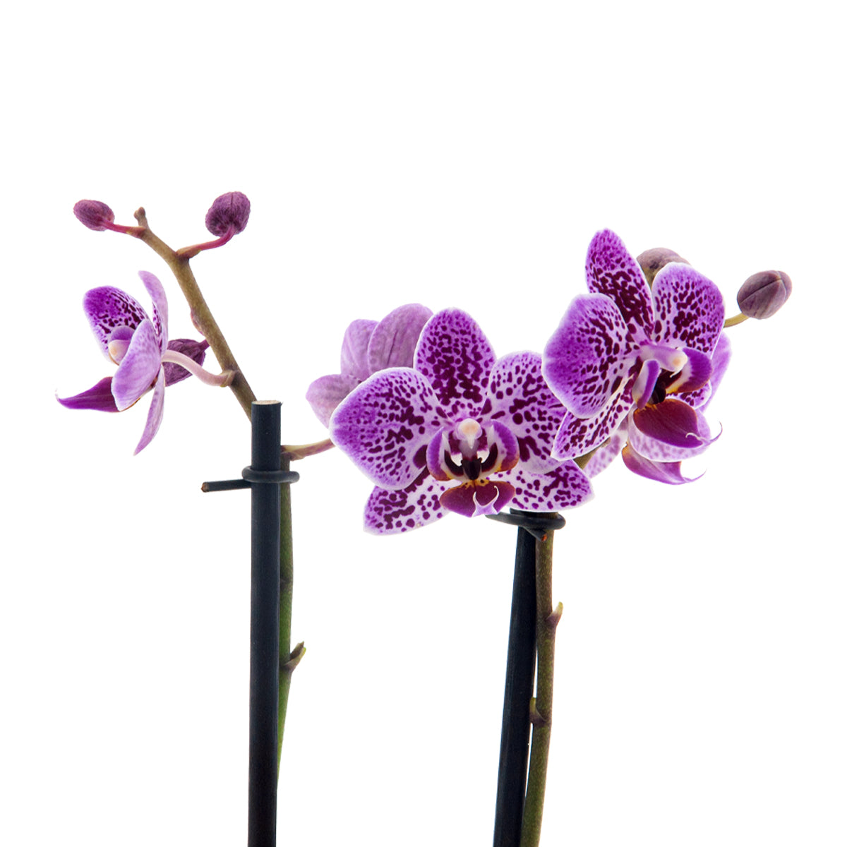 Phalaenopsis Sole Ø9