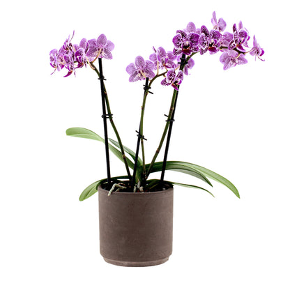 Phalaenopsis Sole Ø9