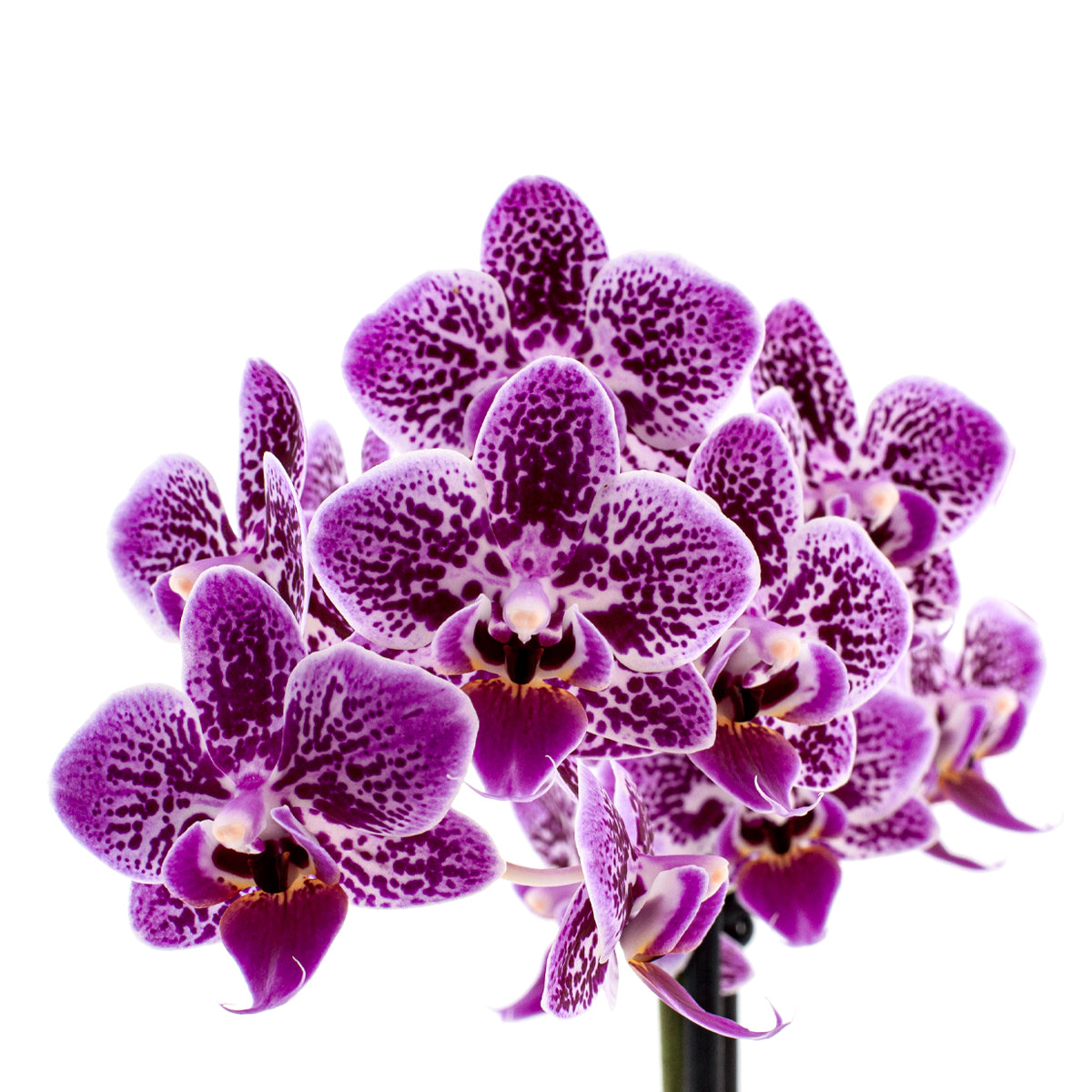 Phalaenopsis Sole Ø9