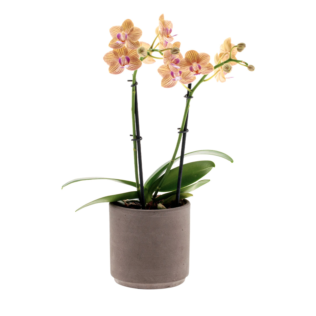 Phalaenopsis Penny Love Ø9