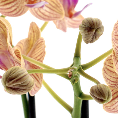 Phalaenopsis Penny Love Ø9