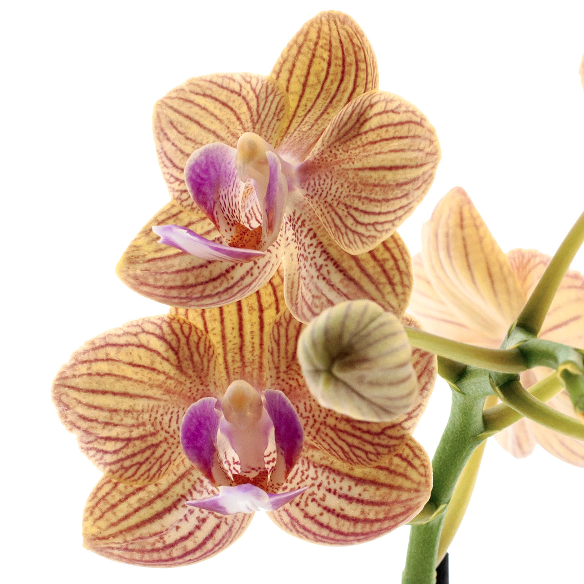 Phalaenopsis Penny Love Ø9