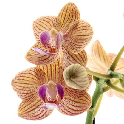 Phalaenopsis Penny Love Ø9