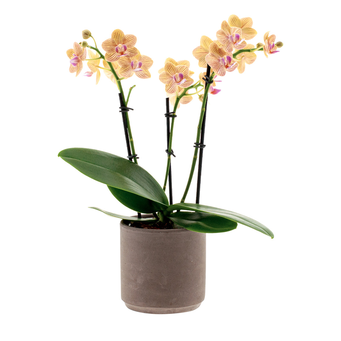 Phalaenopsis Penny Love Ø9