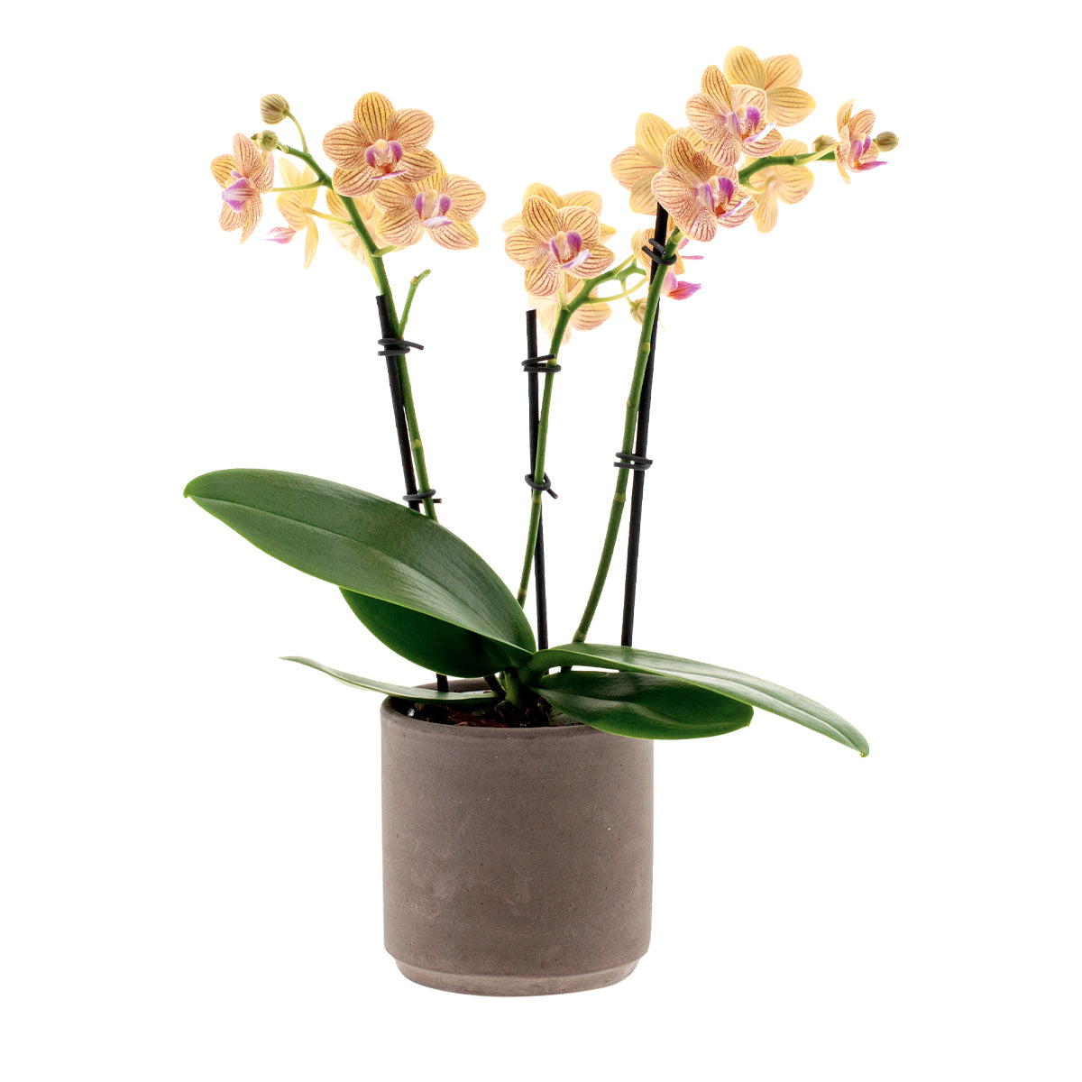 Phalaenopsis Penny Love Ø9