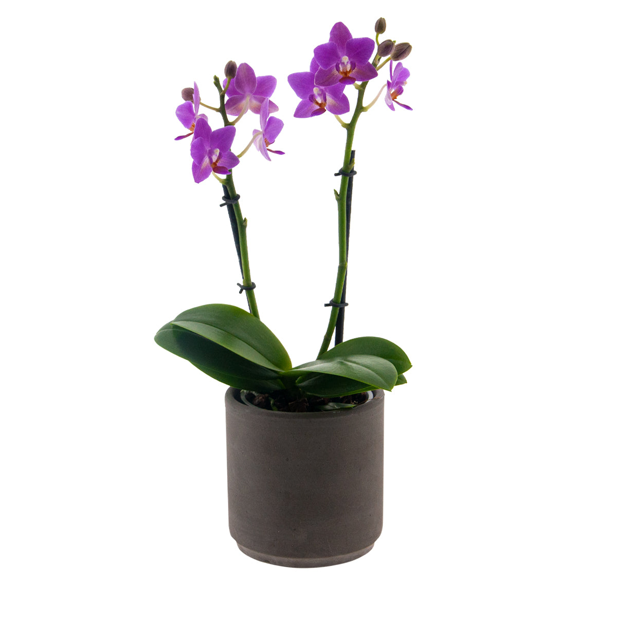 Phalaenopsis Martina Ø9