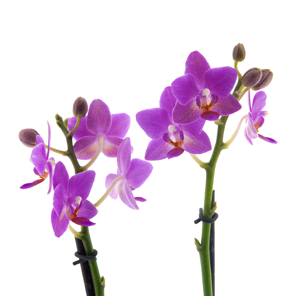 Phalaenopsis Martina Ø9