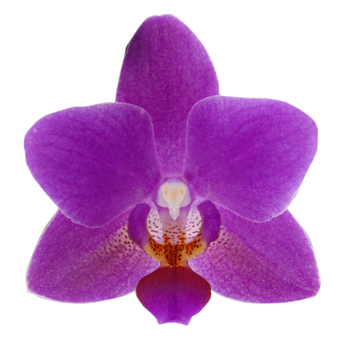Phalaenopsis Martina Ø9