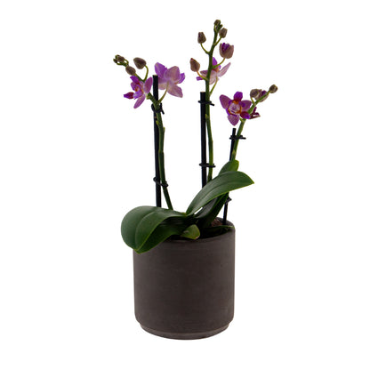 Phalaenopsis Martina Ø9
