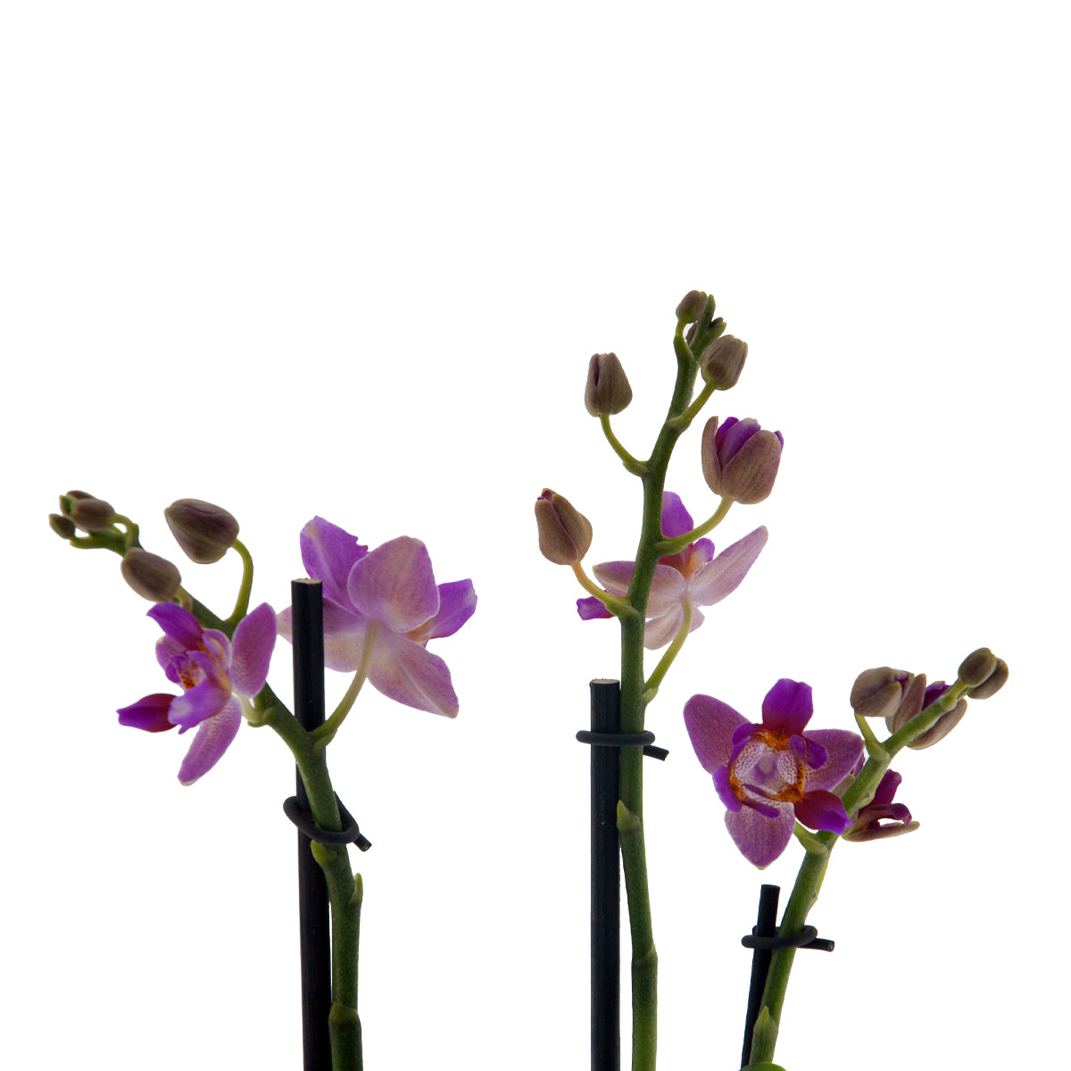 Phalaenopsis Martina Ø9