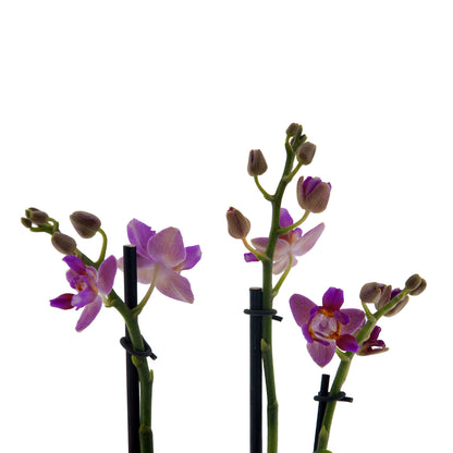 Phalaenopsis Martina Ø9